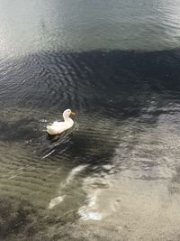 High angle view of swan in lake