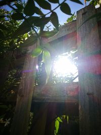 Low angle view of trees against sunlight