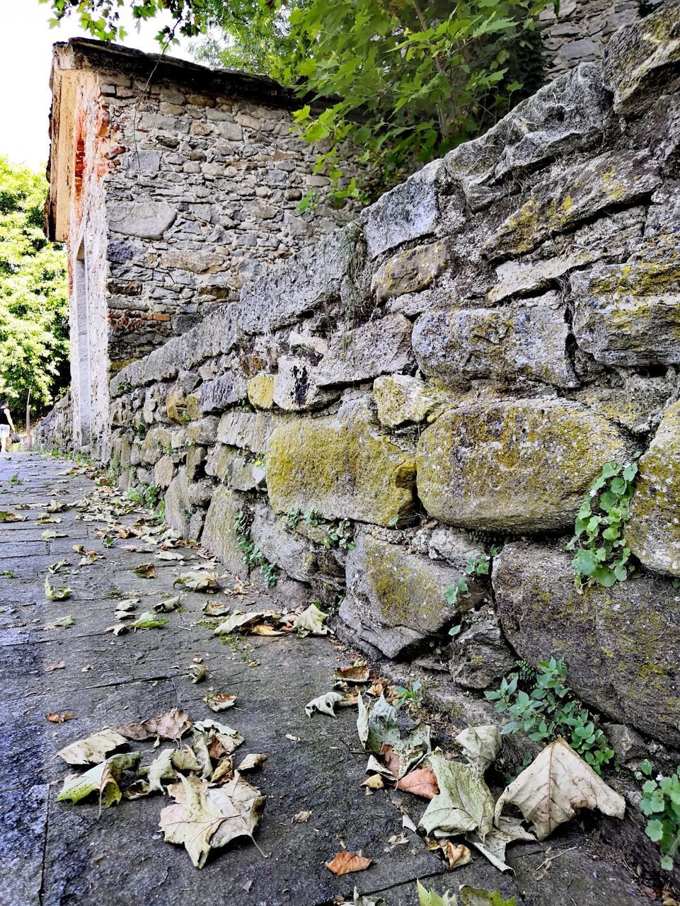 architecture, plant part, leaf, wall, day, built structure, no people, solid, nature, wall - building feature, stone wall, building exterior, outdoors, plant, old, stone material, building, stone - object, stone, weathered, leaves