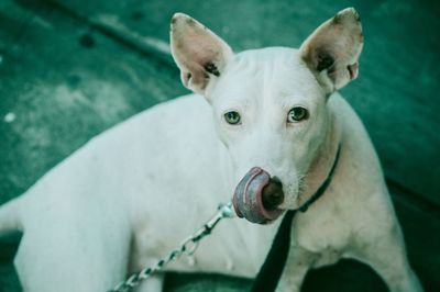 Close-up portrait of a dog