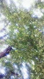 Low angle view of tree against sky