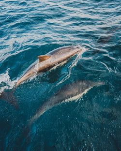 View of fish swimming in sea