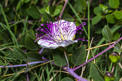 Close-up of purple flowering plant