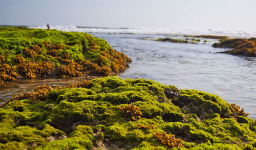 Moss growing on rocks by sea against sky