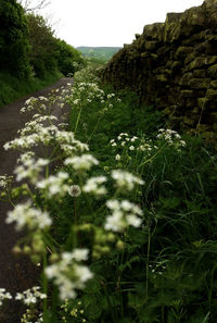 Plants growing on landscape against sky