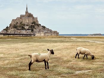 Sheep grazing on field against sky