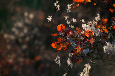 Close-up of orange flowering plant