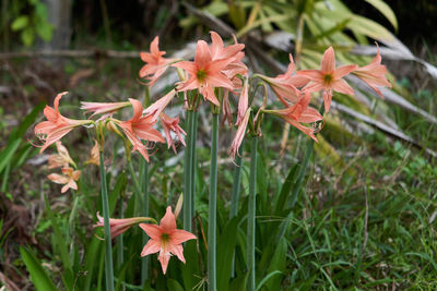 Close-up of flowering plants on field