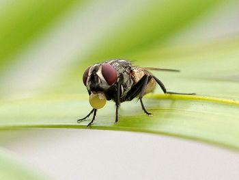 Close-up of fly