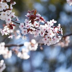 Close-up of pink cherry blossom tree