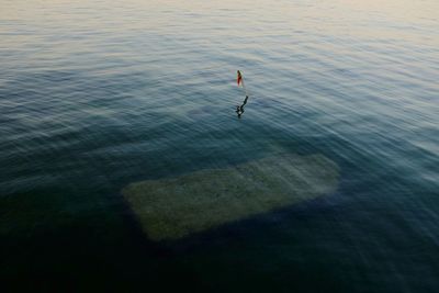 High angle view of horse in sea