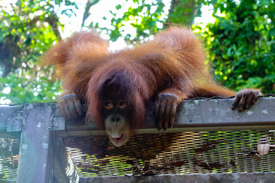 Monkey sitting on a tree