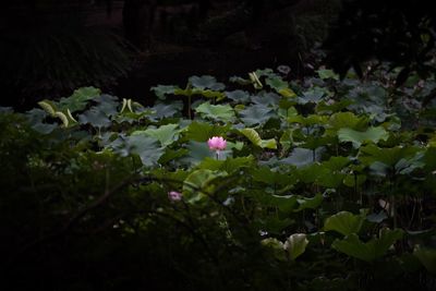 Close-up of flowers blooming outdoors