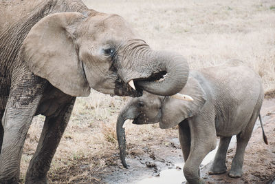 Elephant standing outdoors