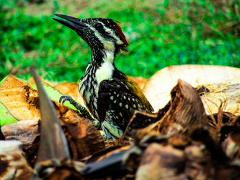 Close-up of a bird in a forest