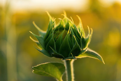 Close-up of flower buds