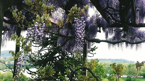 Plants growing on tree trunk