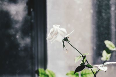 White rose