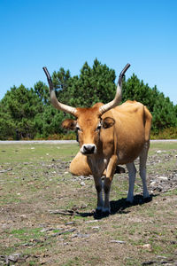 Portrait of a brown cow with big horns