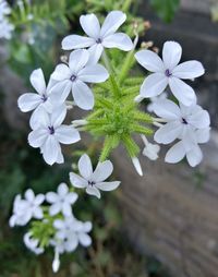 Close-up of white flowers blooming outdoors