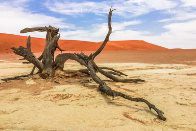 Bare tree on sand dune