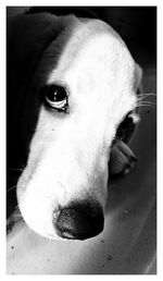 Close-up portrait of dog