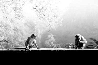 Monkey sitting in a forest