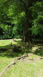 Trees and grass on landscape