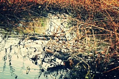 Reflection of trees in water