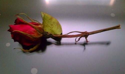 Close-up of flower plant