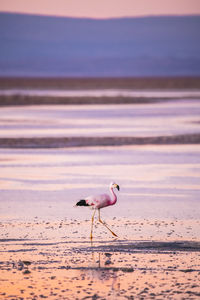 Seagull on a beach