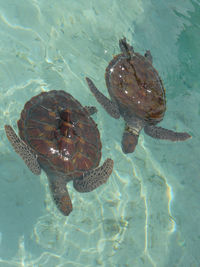 Turtle swimming in water