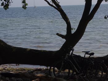Bicycle on tree by sea