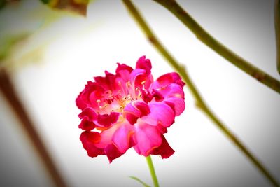 Close-up of pink flower blooming outdoors