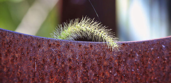 Close-up of cactus plant against wall