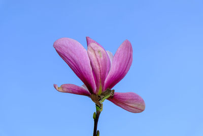 Close-up of pink flowering plant against blue sky