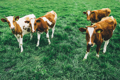 High angle view of calves standing on grassy field