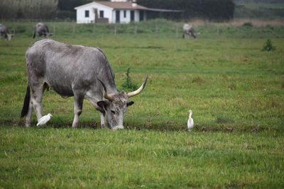 Sheep in a field