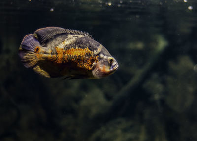 Close-up of fish swimming in sea