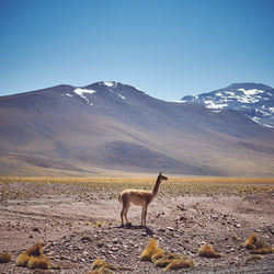 View of vicuña on land against mountain range