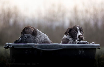 Black dog looking away