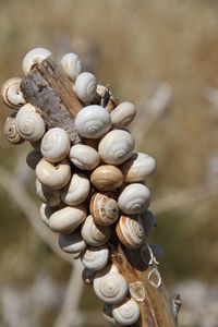 Close-up of snail