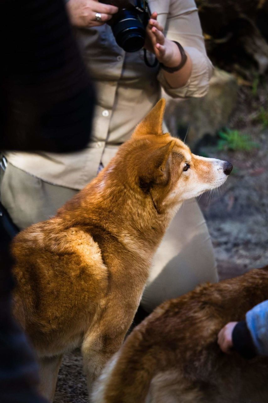 pets, mammal, lifestyles, holding, leisure activity, part of, pet owner, cropped, unrecognizable person, focus on foreground, close-up, outdoors, day, personal perspective, casual clothing, selective focus