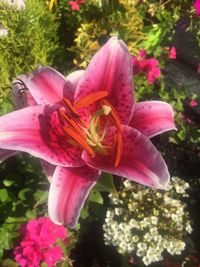 Close-up of pink day lily blooming outdoors