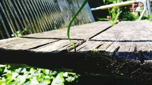 Close-up of plant