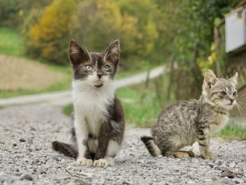 Two kitten sitting on a path to the forest