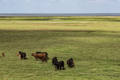 Cattle on field against sky