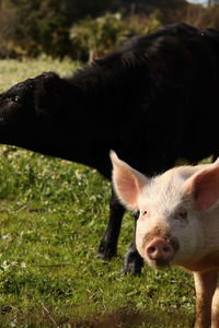 View of a pig on field