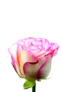 Close-up of rose over white background