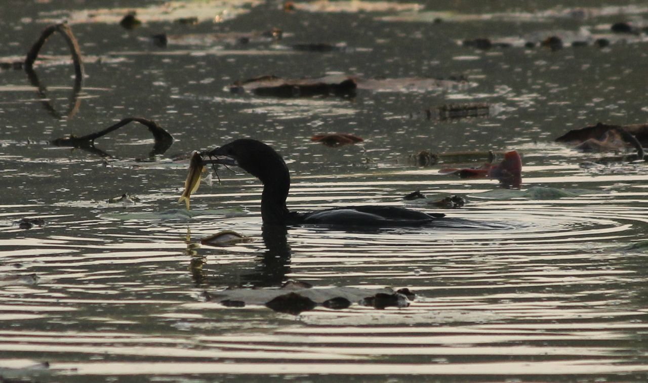 water, bird, animal themes, animals in the wild, wildlife, full length, reflection, lake, walking, lifestyles, high angle view, leisure activity, outdoors, day, nature, swimming, childhood, waterfront